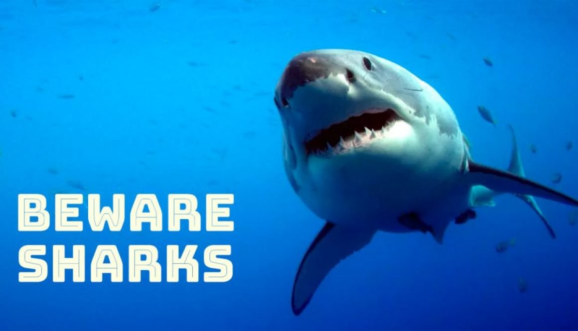 Beware Sharks - Phishing Attack